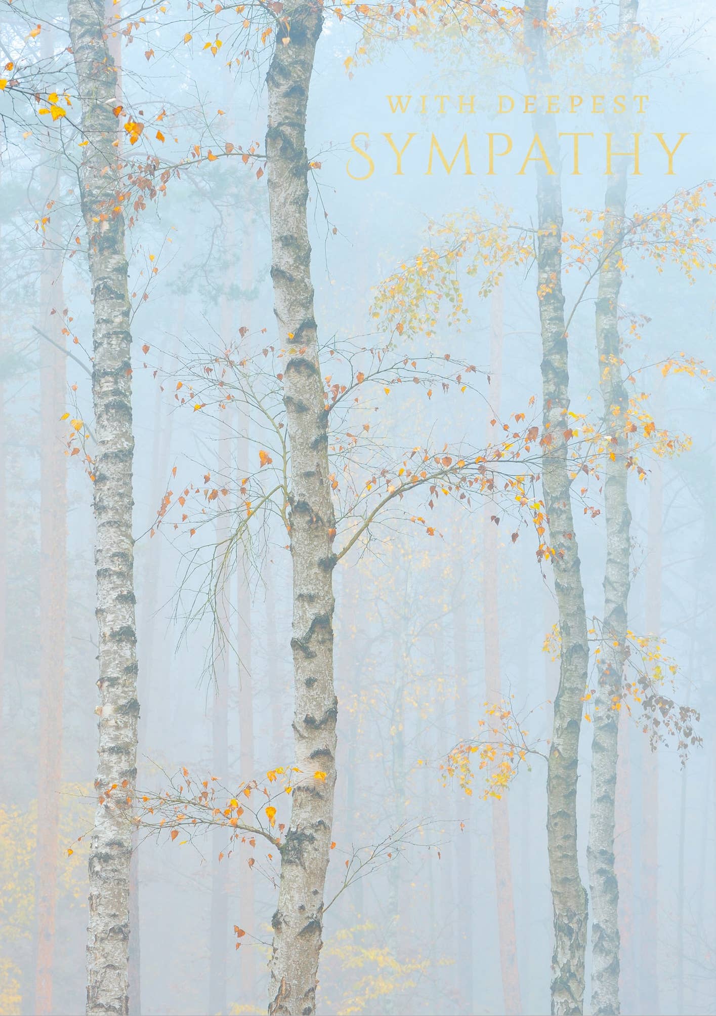 SYMPATHY GREETING CARD BIRCH TREES ABACUS