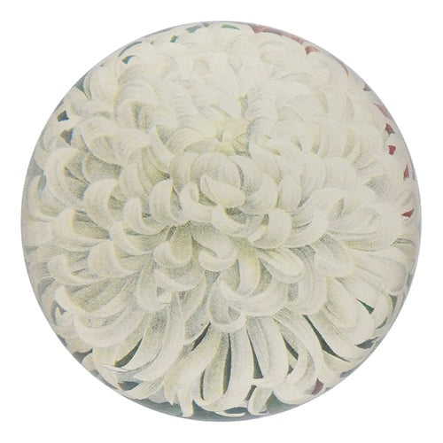 White Chrysanthemum Dome Paperweight, 3.5in x 1.5in