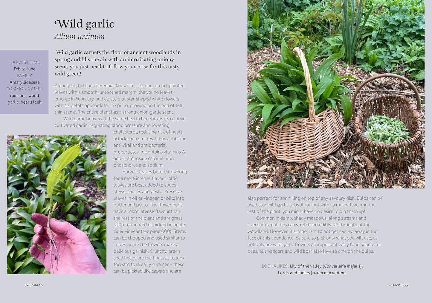 The Forager's Almanac: A year of sustainable gathering, growing, recipes and wildcraft