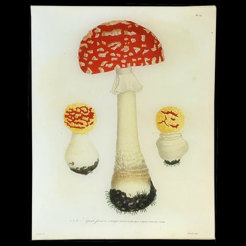 Mushroom No. 19 Glass Tray, 11in x 14in