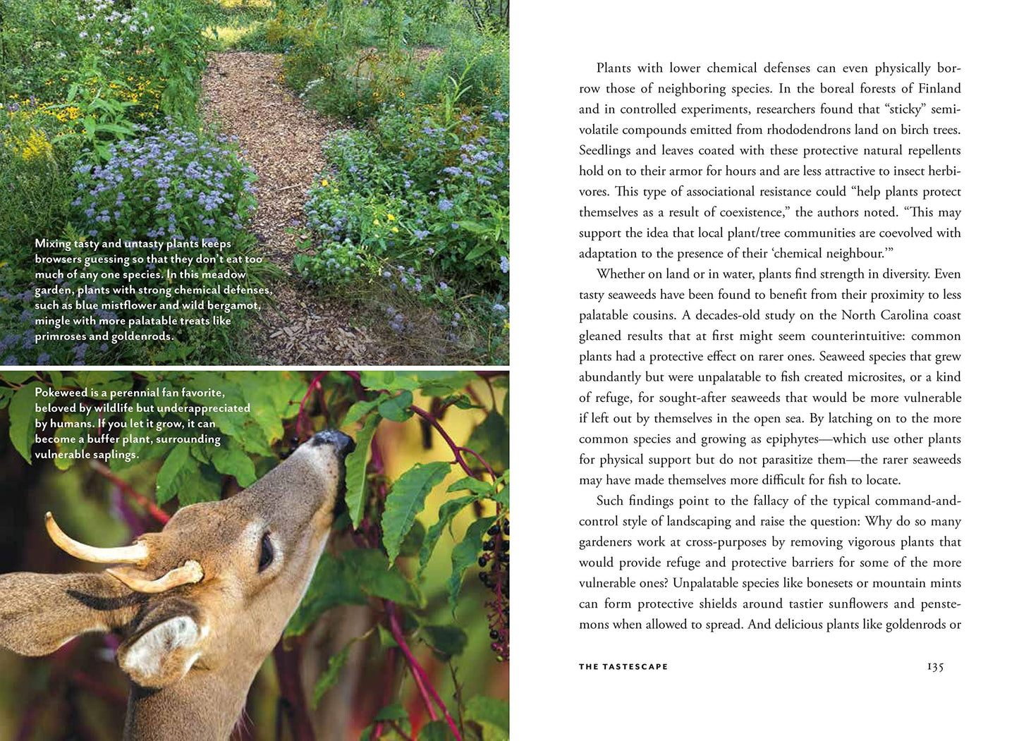 Wildscape: Trilling Chipmunks, Beckoning Blooms, Salty Butterflies