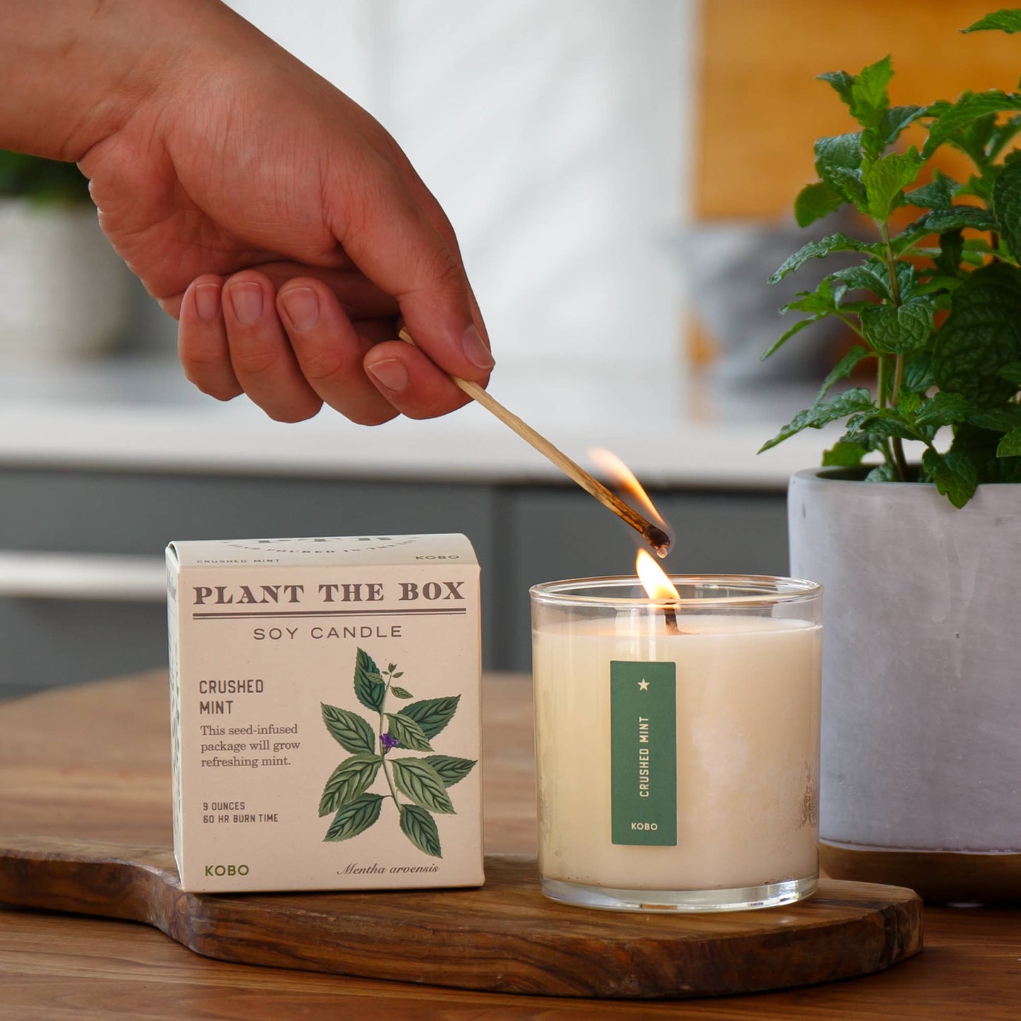 Crushed Mint - Plant the Box Candle - 9oz.