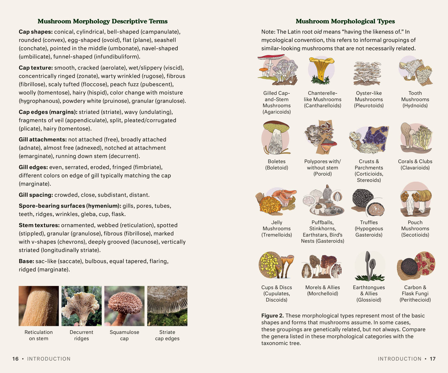 Dr. Fun Guy's Mushroom Journal - r. h. ballard shop & gallery