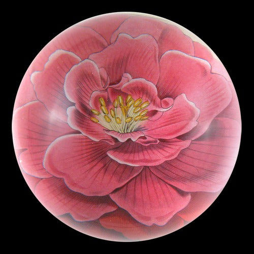 Camellia Dome Paperweight, 3.5in x 1.5in
