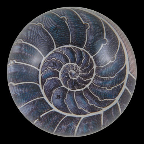 Blue Nautilus Dome Paperweight, 3.5in x 1.5in