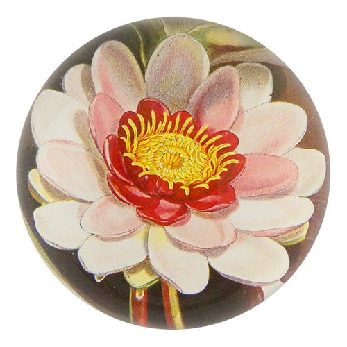 Rose Colored Water Lily Dome Paperweight, 3.5in x 1.5in