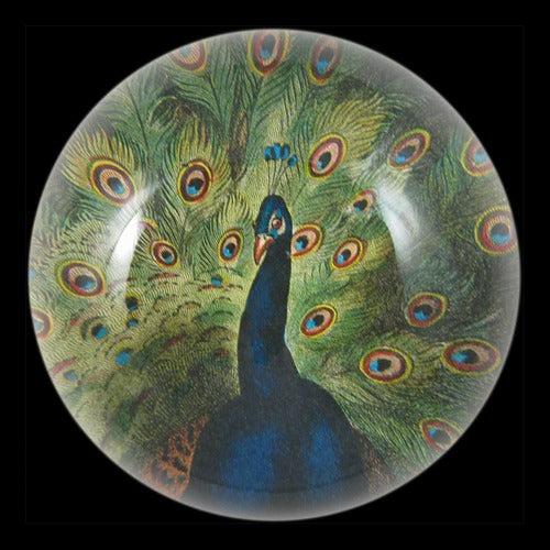Peacock Dome Paperweight, 3.5in x 1.5in