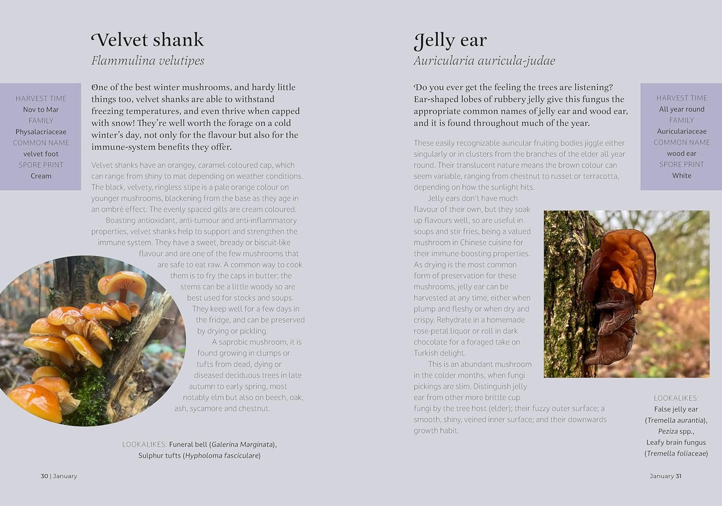 The Forager's Almanac: A year of sustainable gathering, growing, recipes and wildcraft