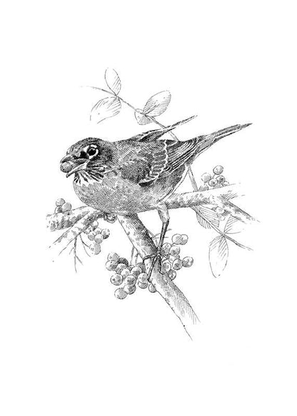 Serviceberry by Robin Wall Kimmerer: Hardcover; 128 pages / English - r. h. ballard shop & gallery