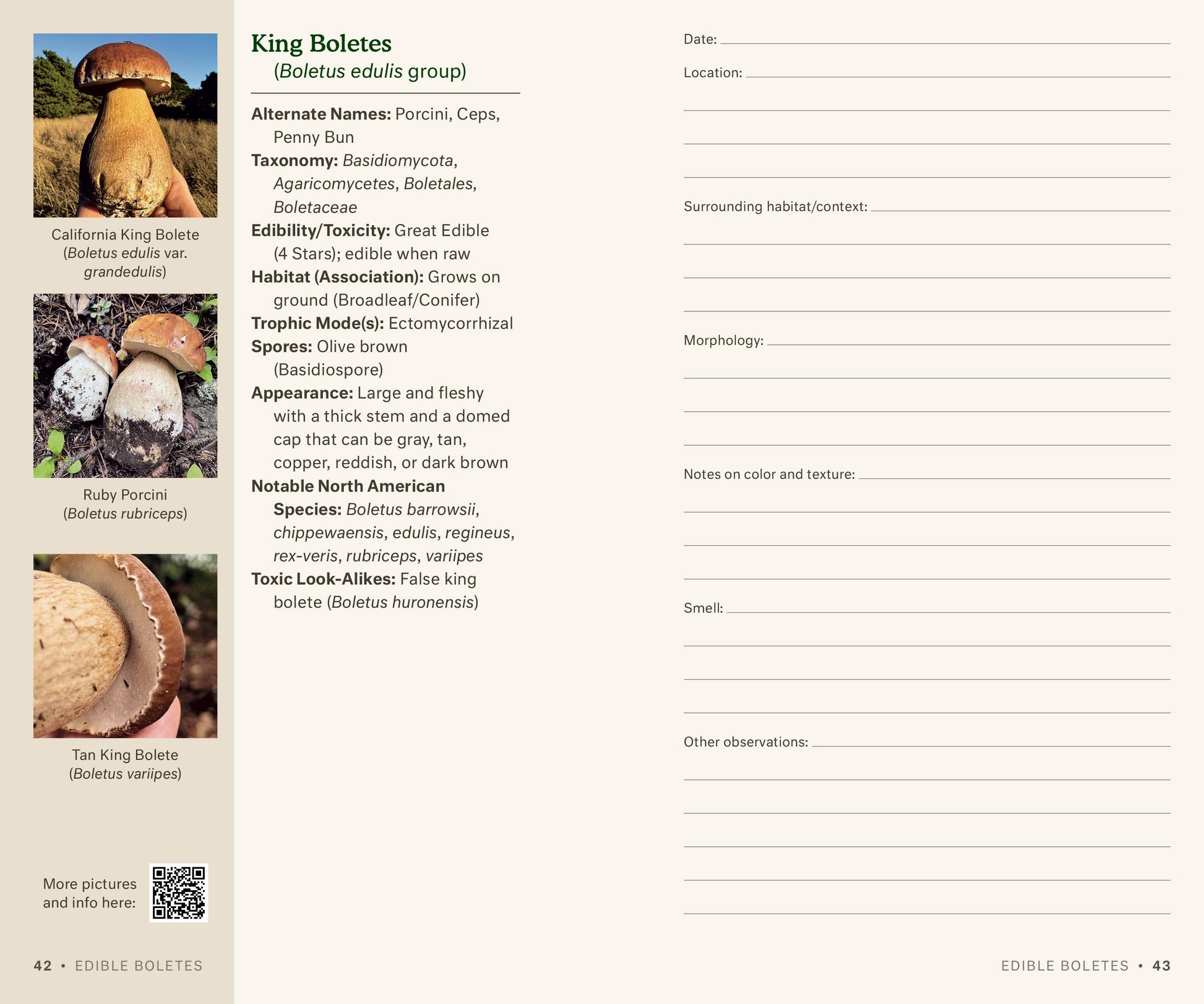 Dr. Fun Guy's Mushroom Journal - r. h. ballard shop & gallery