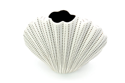 Decorative shell with a black mustache on a white background