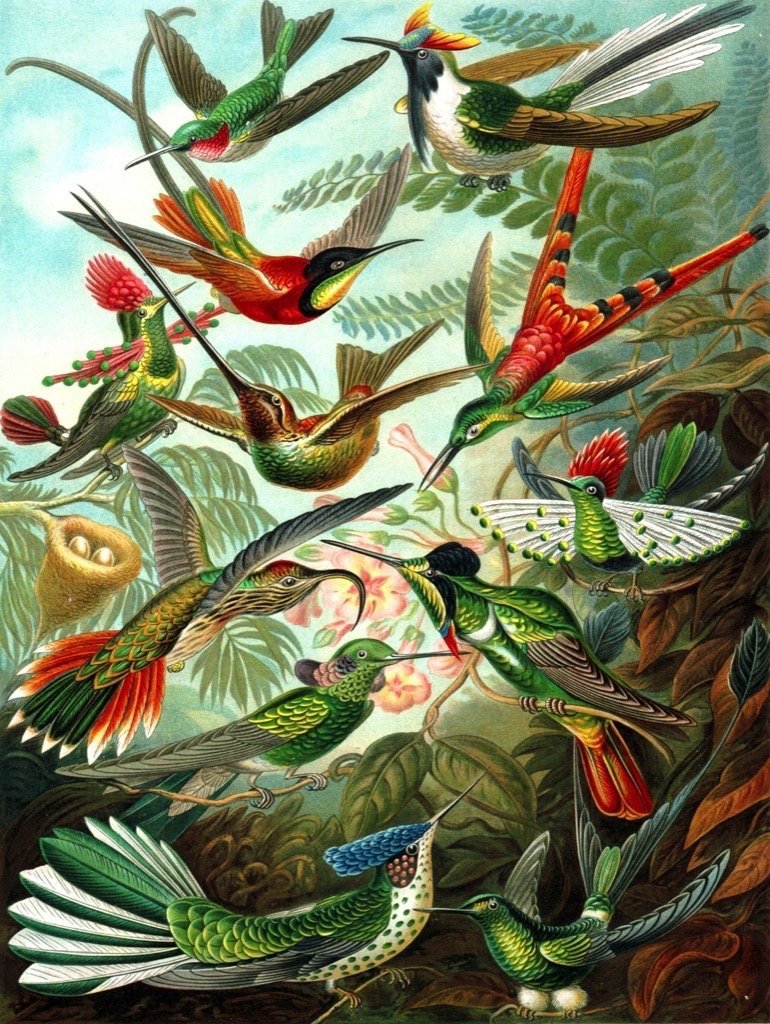 Hummingbirds Puzzle 1000 pc