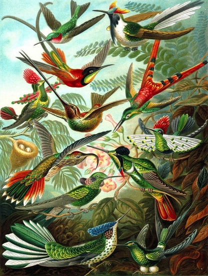 Hummingbirds Puzzle 1000 pc