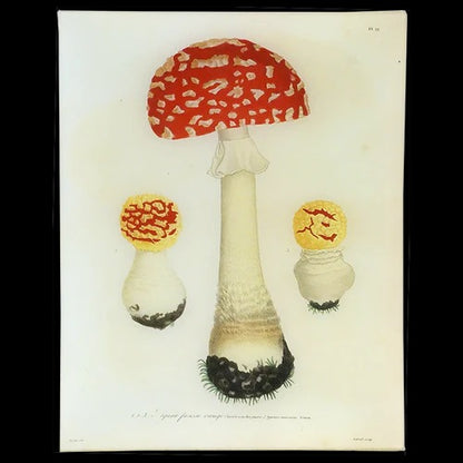 Mushroom No. 19 Glass Tray, 11in x 14in